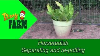 Horseradish  Separating and repotting [upl. by Parik]