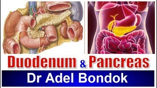 Development of Pancreas  Dr Ahmed Farid [upl. by Eada]