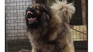 Caucasian Shepherd Dogs CRAZIEST ATTACKS 2020 [upl. by Asined863]