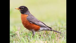 American Robin Song [upl. by Eidoj]