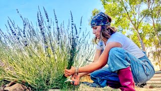 Tutorial How To Harvest Dry and Use Lavender 💜 [upl. by Dott659]