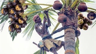 Toddy Palmyra Fruit Harvesting and Processing  India Agriculture Tradition  Palmyra Palm Jaggery [upl. by Agatha]