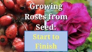 Grow Roses from Seed Start to Finish [upl. by Danae]