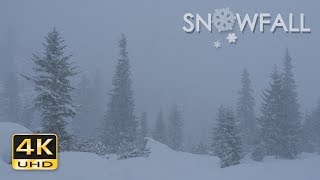 4K Snowfall  Peaceful Snowing  Snow Falling  Relaxing Winter Video  Ultra HD  2160p [upl. by Aihsotal335]