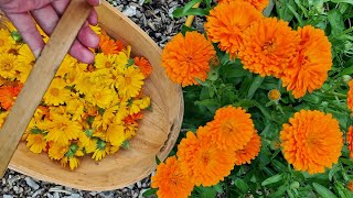 Growing and harvesting Calendula Flowers [upl. by Ramirol70]