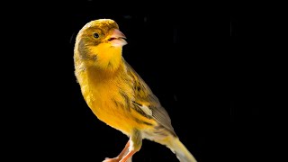 One of the kind CANARY SINGING [upl. by Ielak]