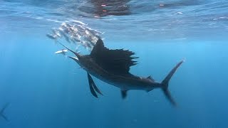 Sailfish  JONATHAN BIRDS BLUE WORLD [upl. by Aleedis]