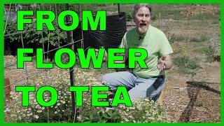 How to Harvest Chamomile and Make Chamomile Tea Complete Guide [upl. by Renfred]