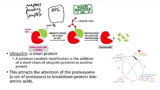 Cell cycle—Regulation by APC Wee1 Cdc25 [upl. by Ruhnke]