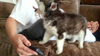 Husky Einstein puppy howling while watching youtube [upl. by Damali618]