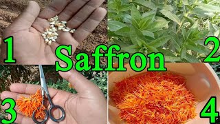 how to Grow Saffron Plant at home  Saffron Bulbs  Kesar Plant Seeds with update [upl. by Bor422]