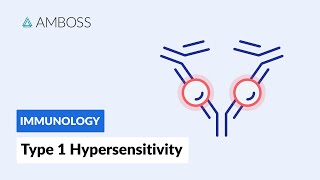 Immediate response Type I Hypersensitivity Reaction [upl. by Roman59]