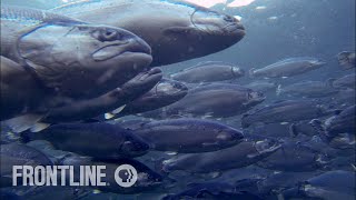 Norways Salmon Farming Crisis  The Fish on My Plate  FRONTLINE [upl. by Quiteria150]