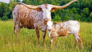 Texas Longhorn Cattle  American Southwest Icons [upl. by Noillid640]