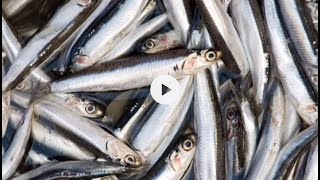 preparation des anchois [upl. by Matlick]