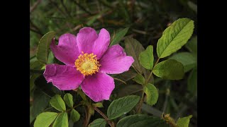 How to harvest and dry Rose Hips [upl. by Willman]