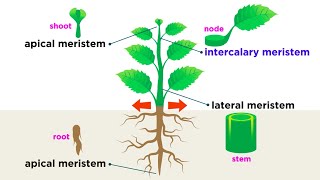 Types of Plant Cells [upl. by Lamson]