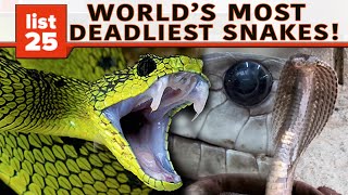 25 Of The World’s Most Venomous Snakes [upl. by Atinej]