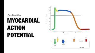 Ventricular Action Potential  Medzcool [upl. by Nogem]