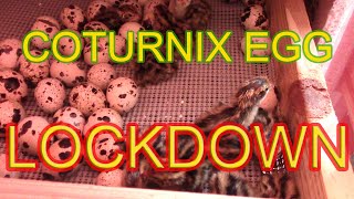 COTURNIX HATCHING EGG LOCKDOWN  Why its so important [upl. by Ecirpac938]