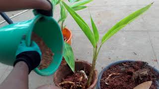 How to easily propagate Heliconia Psittacorum by division [upl. by Werdma]