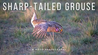 Sharptailed Grouse  Sounds  Mating Dance  Fighting [upl. by Caraviello156]