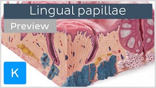 Lingual papillae of the tongue preview  Human Anatomy  Kenhub [upl. by Dev]