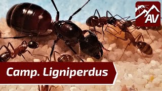 Camponotus LigniperdusLigniperda  Giant Forest Ant Guide [upl. by Mullins]