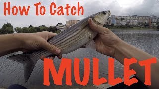 How To Catch Mullet  Fishing Guide [upl. by Tomlin70]