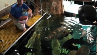 Arapaima Feeding at the Tennessee Aquarium [upl. by Oitaroh]