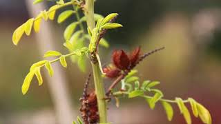 How to Plant Glycyrrhiza Glabra Sweet Root For Beginners [upl. by Ima]