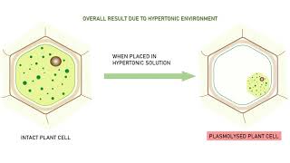 PLASMOLYSIS ANIMATION VIDEO [upl. by Htebsil]