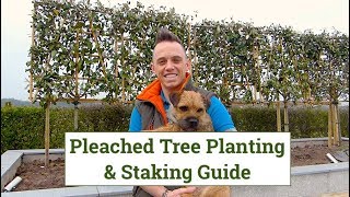 Pleached Trees Planting amp Staking Guide [upl. by Virendra]