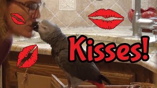 Einstein parrot talks about kissing and shares kisses in the kitchen [upl. by Harimas]