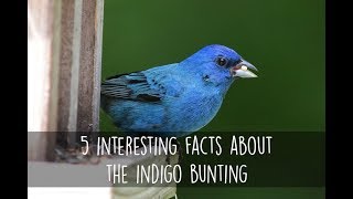 5 Interesting Facts About the Indigo Bunting [upl. by Yenruoc576]