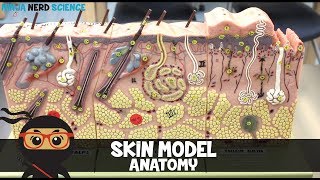 Integumentary System  Skin Model Anatomy [upl. by Moreland880]