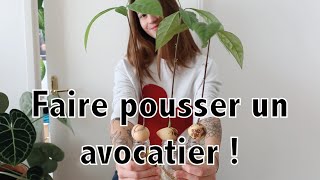 Faire pousser un avocatier étape par étape   Vertbobo [upl. by Evan]