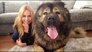 WOLF KILLER THE CAUCASIAN SHEPHERD OVCHARKA DOG [upl. by Archambault]