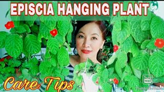 Episcia Hanging Plants Care Tips Gee Channel [upl. by Lynne805]