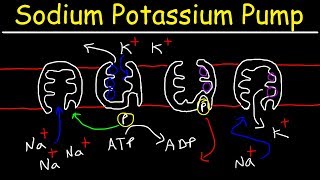 Sodium Potassium Pump  Active Transport [upl. by Nassi586]