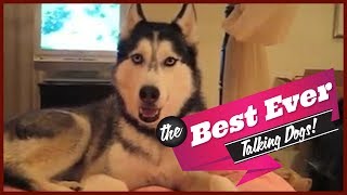 TOP 10 BEST TALKING DOGS EVER [upl. by Atnim56]