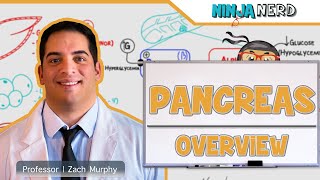 Endocrinology  Pancreas Overview [upl. by Nadiya]