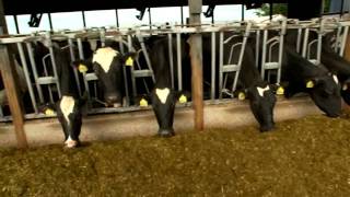 Dairy Farming Documentary [upl. by Nioe]