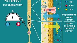 Phototransduction and Visual processing [upl. by Sib]