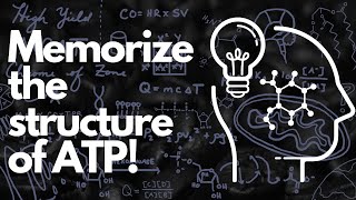 Biochemical Structure of ATP  MCAT [upl. by Mila719]