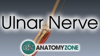 Ulnar Nerve  3D Anatomy Tutorial [upl. by Luht961]