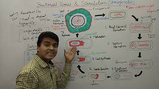 Bacterial Spore  Endospore Formation  Sporulation  Bacterial Spore Germination amp Formation  MCQ [upl. by Annawit]