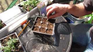 How and When to Start Lavender Indoors Takes a Long Time to Germinate  The Rusted Garden 2014 [upl. by Irwin]