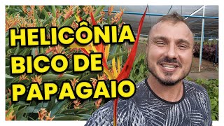 HELICÔNIA PAPAGAIO  COMO CULTIVAR [upl. by Ynnohj]