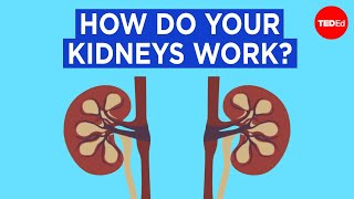 How do your kidneys work  Emma Bryce [upl. by Lowrie]